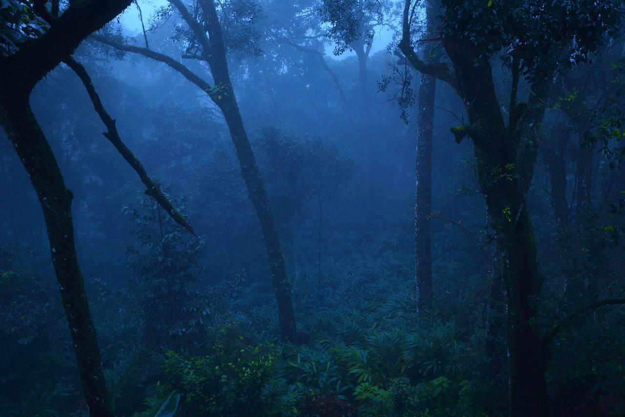 Madhumanthra Resort - Homestay Munnar Dış mekan fotoğraf